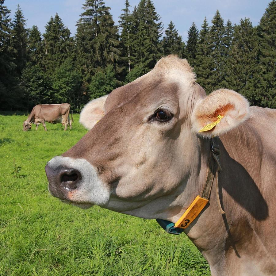 Ferienhof Bitschnau Lindenberg im Allgau Bagian luar foto