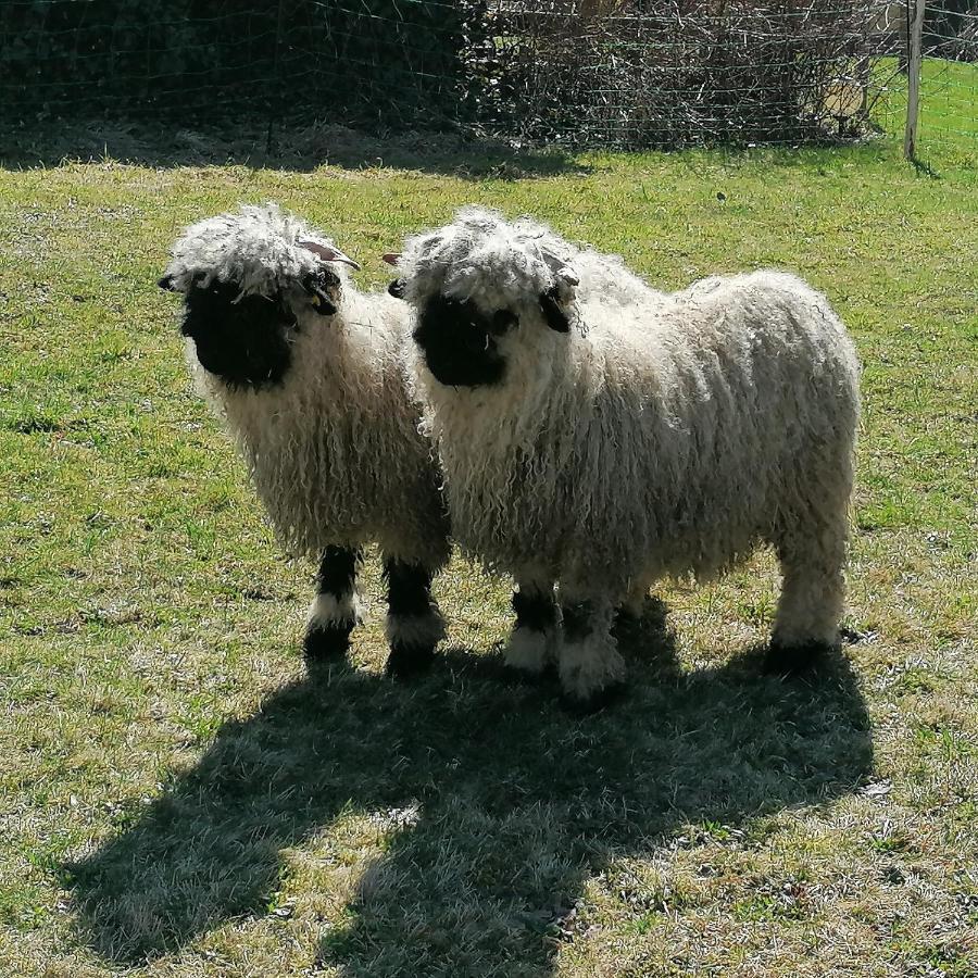 Ferienhof Bitschnau Lindenberg im Allgau Bagian luar foto