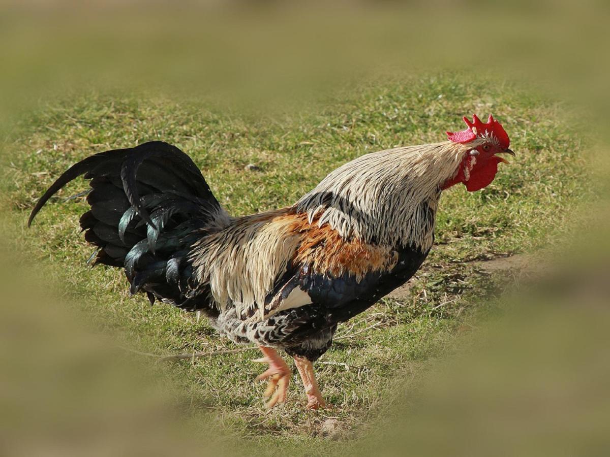Ferienhof Bitschnau Lindenberg im Allgau Bagian luar foto
