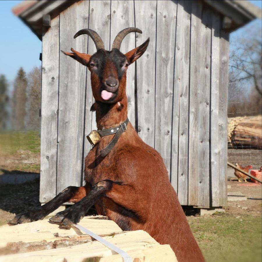 Ferienhof Bitschnau Lindenberg im Allgau Bagian luar foto